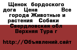Щенок  бордоского  дога. › Цена ­ 60 000 - Все города Животные и растения » Собаки   . Свердловская обл.,Верхняя Тура г.